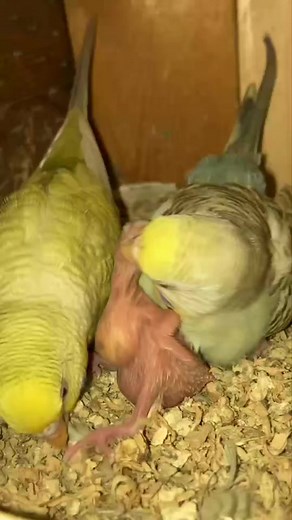 Fallow family #stressreliever #budgerigar #parakeets | Gerald P. Parfan