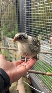 14K views · 375 reactions | Handling chicks I often get asked how do...