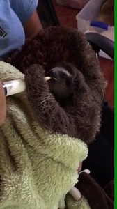 Spirit update: This beautiful baby Bradypus, rescued February 20th only a few days old, is doing very well. It has gained weight (272 grams at arrival to 430 grams today) by having a suitably healthy appetite for a growing sloth. As you can see, this little sloth enjoys both goat's milk and cecropia leaves (next video). This may not be the most exciting video, but it fills us with joy and hope that Spirit will continue to thrive on this path! www.slothsanctuary.com | Sloth Sanctuary Costa Rica