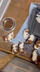 1.7K views · 67 reactions | Beautiful smooth coat females from Anita and Echos litter!! These babies are 6 weeks old and will be ready to go on 2/9/24!!! Give us a call today at 985-981-1161. We are located in Amite Louisiana at Pastime Farms!! | Snow Creek Jack Russell | Facebook