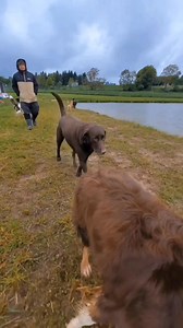 Medium Campers Group 2 - Sunday, June 1st, 2025 Barney L, Baxter C, Bonnie Z (Pink BD), Clyde D, Emmy H, Goose D, Gunther L, Kenji Z, June R, Lucca S, Niko M (Light Blue BD), Raven N, Sadie D, Stevie H, Chewy S, Bumper Ka, Phoebe Ka, and adoptable camper Annie having a blast at the pond before their hikes with handlers Alyssa and Cody. | Eva's Play Pups