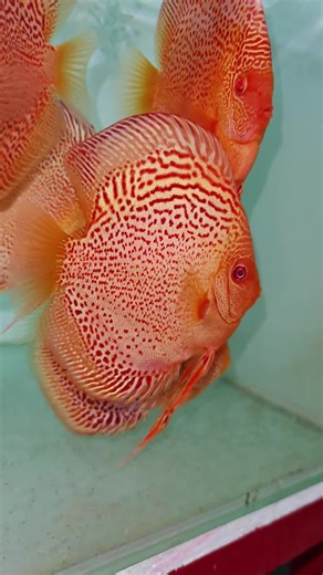 Discus Albino Farm on TikTok