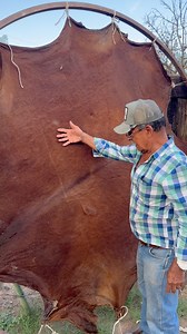 1.8M views · 22K reactions | Como seleccionar las partes del cuero que sirven para sacar los hilos ️ | Abraham Suarez | Facebook