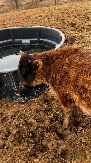 Darla is finally letting me pet her now. | Leisure Family Farm