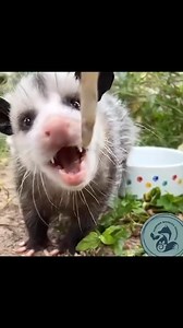 Watch as Blossum the Opossum enjoys one of her favorite foods, smelt🐟 #FloridaWildlifeHospital #virginiaopossum #opossums #floridawildlife #educationambassador #education #KeepingWildlifeWild | Florida Wildlife Hospital
