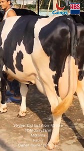 🌟 ABS India Udder Challenge 🌟 Entry Number: 051 Dairy Farmer: Kumar Sambhav Farm Name: TDM Dairy Farm Location: Mokama, Patna Sire: Stryker Lactation: 2nd Milk Yield: 45 liters ABS Sales Manager: Mr. Sukumar Sharma We proudly present TDM Dairy Farm’s remarkable entry in the Udder Challenge—a productive second-lactation daughter of Stryker, yielding 45 liters of milk! This entry exemplifies the excellent results achievable with ABS India’s superior genetics and commitment to enhancing dairy far