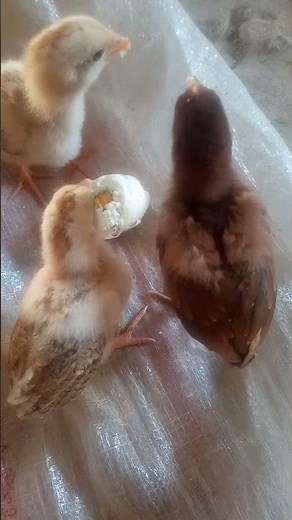 Cute Chicks With Oneclick