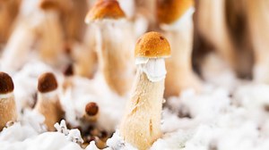 Psilocybin and Psilocin Extraction Solvents and Techniques