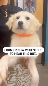 73 reactions · 6 comments | In case you wanted to know… Ida is now available for adoption  She is fluffy, lovable and has great influffencer pawtencial! Details about Ida: Labrador-Retriever blend, 14 weeks old, 19 lbs, white, fluffy and sweet!  #adoptdontshop #adoptme #cutepuppy | Helen Woodward Animal Center | Facebook