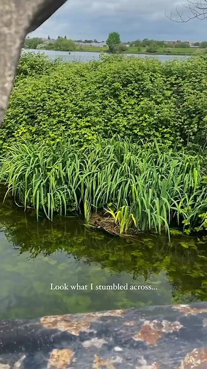 7.5K views · 296 reactions | Eurasian coot #Birds #Eurasian #coot...