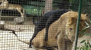 Un chien encule un lion