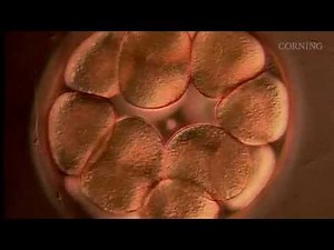 Corning Cell Culture Success