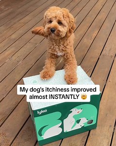 You never regret a fresh start! Lyka's real food meals are minimally processed to preserve nutritional content and contain key skin enriching nutrients to give your dog’s skin and coat the glow up it deserves! ✨ | Lyka Pet Food