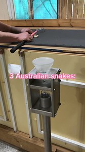 167K views · 1.2K reactions | Venom extractions from Australian snakes today! #coolsnakes #venomislife #venomoussnake #reptiles #reptilezoo #herpetology #snake #reptile #kyreptilezoo #snakes #taipan #inlandtaipan #coastaltaipan #colletsblacksnake #australia | Kentucky Reptile Zoo | Facebook