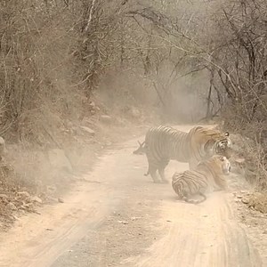 3.7K views · 81 reactions | Today Morning Sighting / Ranthambhore Park Male Tiger T-120 Ganesh And Female Tigress T-84 Arrowhead .! Sambhar Kill  Video Source - Social Media Ranthambhore National Park | रणथंभौर राष्ट्रीय उद्यान | Roop Singh Meena | Facebook