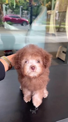Perfect for coffee lover slash pup lover! ☕️Pepper, the tiny poodle, has a mesmerizing set of coffee-brown eyes and very rare color coat. Like coffee and milk, the Cafe Au Lait coat is a perfect blend of apricot, creamy, and chocolate shades.✨😍 #PrettyBubbleMNL #PrettyBubbleDog #TinyPoodle #poodle #poodlelove #poodlegram #poodlepuppy #poodlelife #pet #puppylove #Petlovers | Pretty Bubble Dog