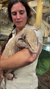 348K views · 10K reactions | Baby vs adult Savannah monitor  #reels #animals #reptiles #lizard #lizards #monitorlizard #cuteanimals #funnyanimals #nature #wildlife #cute #reptilekeeper #reptilebreeder #reptilelover #zoo #TheReptileZoo | The Reptile Zoo | Facebook
