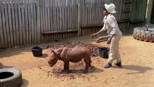 Watch as caregiver Cindy gives Daisy a mud bath as the sun returns to Care for Wild. Over the weekend we had a lot of rain and temperatures dropped, but now the sun is out again and Daisy needs to keep her skin protected from the sun. Watch as she sticks her back legs out to make sure Cindy doesn’t miss a spot! | Care for Wild Rhino Sanctuary