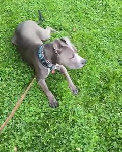 Fisher working with Angie on his commands! #masondixonk9 | Mason Dixon K9