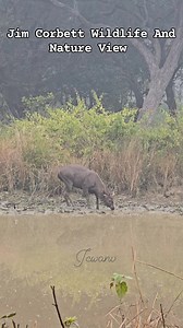264K views · 4.2K reactions | We photographed wildlife while doing jungle safari #wildlifephotography #photography #newyear2026 #crismastime #ChristmasDay2025 #postviralシfypシ゚viralシalシ #jimcorbettwildlifeandnatureview #ultras24samsung #seasonalcahange #Holidays #winter #indian #sir #NRC #coldweather | Jim Corbett Wildlife & Nature View | Facebook