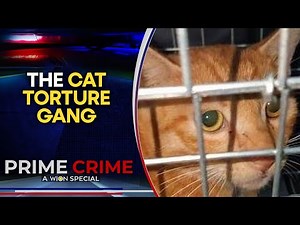 Global Cat Torture Rings: A Thriving Dark Web Industry | WION Prime Crime