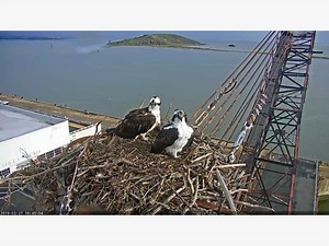 Osprey Nest Live Webcam: San Francisco Bay Waterfront Crane
