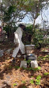 As January unfolds, it’s a great time to prepare for honey bee swarm season for Miami, which can start as early as mid February. Catching swarms is such a beautiful, positive way to start out beekeeping or add to your hives. It’s cheap and it saves bees from potential extermination, so that’s a win win for Miami’s honey bees and beekeepers. Next Sunday the 14th, 930-1230 I’ll be hosting a beekeeping workshop that will cover basic beekeeping as well as making your own comfort hive or box hive set