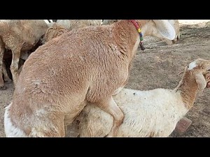 "Male Sheep and Female Sheep Mating | Sheep Breeding Process