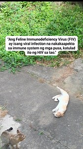Ang Feline Immunodeficiency Virus (FIV) ay karaniwang naipapasa ito sa pamamagitan ng malalalim na kagat, lalo na sa mga lalaking pusang nag-aaway. May posibilidad din itong maipasa sa pakikipagmating at mula sa inang pusa patungo sa kanyang mga kuting. Dahil pinapahina nito ang immune system, ang mga nahawaang pusa ay nagiging mas madaling kapitan ng iba't ibang impeksyon at sakit. Bagamat walang lunas, maaaring mamuhay nang matagal ang isang FIV-positive na pusa sa tamang pangangalaga at malus