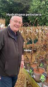 19K views · 400 reactions | Hydrangea petiolaris #climbingplants #garden #gardening #plants #plant #plantlover #plantsplantsplants | Dave The Plantman | Facebook