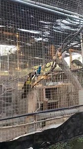 WAKRA MINI ZOO IN QATAR 🇶🇦 | SAIDA in QATAR