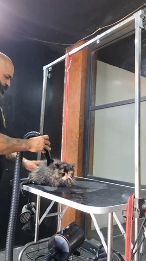 Barba-Dogs Tula #tuladeallendehidalgo #TotalFitness #barbadosgtula | Luis Alberto Lara