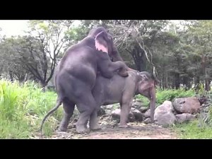 elephant mating