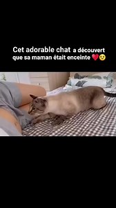 3.7K views · 424 reactions | Adorable Chat 懶 | Planète Animaux | Facebook