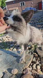 22K views · 2.9K reactions | Kipper by the pond! | Saveafox Corporation | Facebook