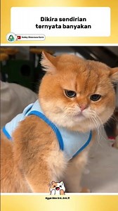 I THOUGHT I WAS ALONE, BUT TURNS OUT THERE ARE MANY!?😂 #funnyshorts #catlovers #videoshorts #cute...