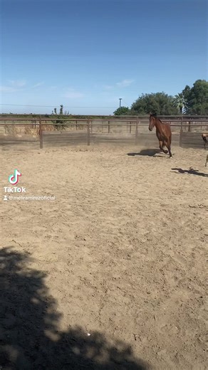 Equiade Inc Mejor Suplemento para sus caballos 🐎🤠👍🏼 #fyp #viral #parati #foryoupage #viralreels #caballos | Meli Ramirez