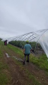 10K views · 52 reactions | Farm Update Our farm team are working hard getting the blueberry tunnels built ahead of their arrival to Craigies PYO season! 𢡄Let us know if you have any questions and what you would like to see from our farm updates...All information surrounding pyo can be found on our website - https://buff.ly/2LoilDa | Craigie's Farm Shop and Cafe | Facebook