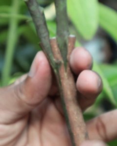 156K views · 3.6K reactions | Small steps for grafting mango plant | Grafting Examples | Facebook