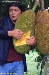 12K views | Great for picking fruits and eating at the garden... | Factory Worker | Facebook