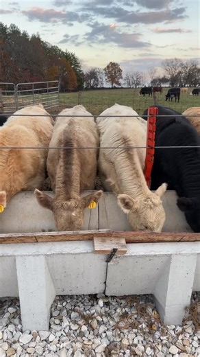 1.5K views · 85 reactions | my Lucy & Ethel 懶懶#kl2farms #homestead #farm #countrylife #farmer #missourifarm #kl2cow #cow #cowstead #cowsofinstagram #cowgram #cow #cowmom #cowdad #cowfarm #petcow #cowloversclub #cowloversworld #cowtok #cowsoftiktok | KL2farms | Facebook