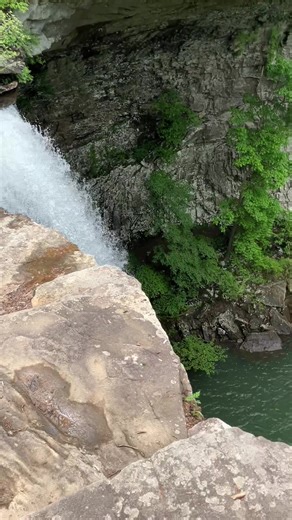 Interesting Insect Facts on TikTok