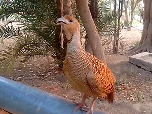 Teetar voice compilation plus | BIRD 24