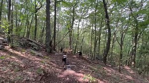 31 reactions | Dogs + Hiking = Good Times ❤️ Luna, Lucy, Titan, Bodhi (x2), Parker, Harvey, Rocco, Franny, Rosie, and Pip! | Active Dog LLC | Facebook
