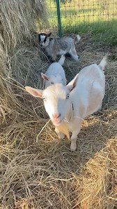 33K views · 2.6K reactions | Tink’s family all together | Roxiethecrazygoatlady.com | Facebook