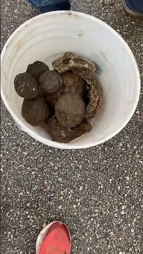 Geode hunting! Southern Iowa! They’re round rocks! #fun #iowa #rock #rockhounding #geode #crystals