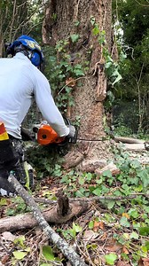 4.8K views · 37 reactions | Nasty hackberries tree down #fyp #arborist #chainsawman #viral #treelife #trending #climber #saw #stihl #500i #treework #chains-001-000 | Daily Cut | Facebook