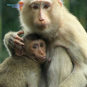 6.5K views · 299 reactions | Kenzo, the young boy, is still nursing! Kenzo and Lucie are the same age, but Lucie is no longer a nurse. 殺 | Beloved Monkeys Of Cambodia | Facebook