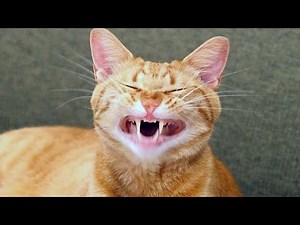 Try Not To Laugh With These Funny Animals 😁