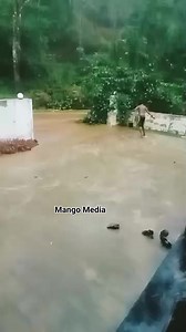 പിന്നെ അല്ല ഇതുപോലെ ചൂടുള്ളപ്പോൾ ഇമ്മാതിരി മഴ പെയ്താൽ അടങ്ങി ഇരിക്കാൻ പറ്റുമോ 🥰🥰😅😅 | Mango Media